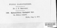 Sphaerotheca castagnei image
